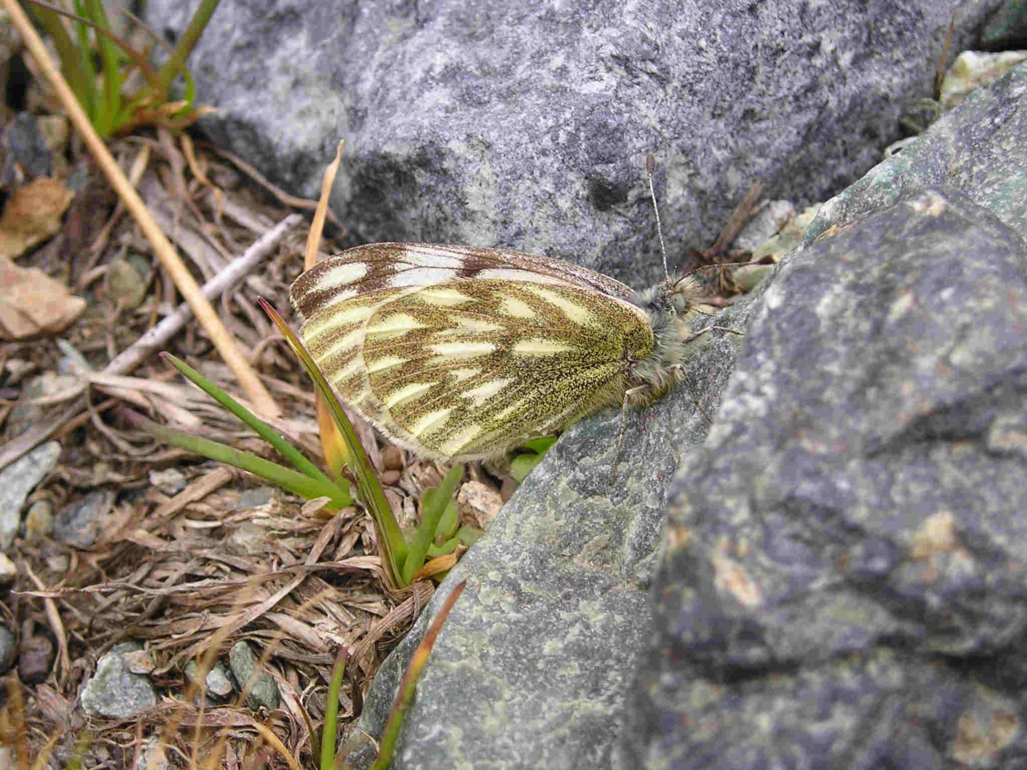 Pontia callidice